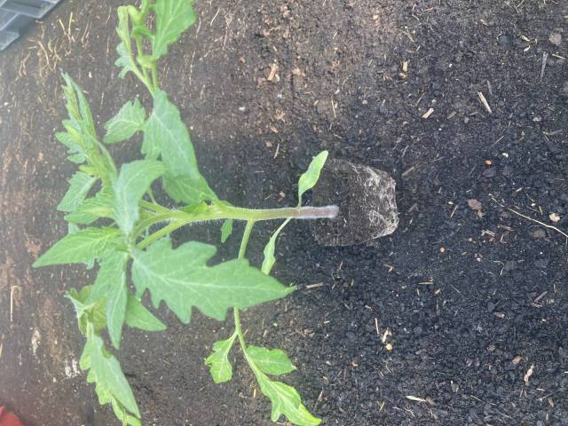  1 plant de tomate Ronde et Douce des Fontenelles
