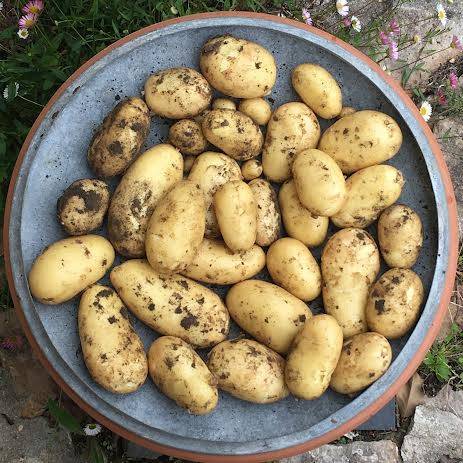  500 g pommes de terre nouvelles