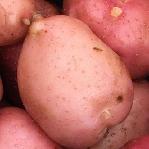 1 kg pommes de terre Dsir