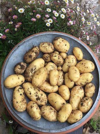  3 kg pommes de terre nouvelles
