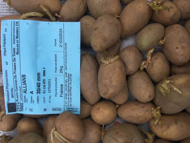 1 kg de plants de pommes de terre ALLIANS