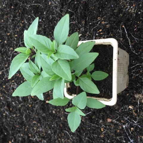 1 plant de basilic Thaï