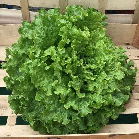 6 plants de laitue batavia