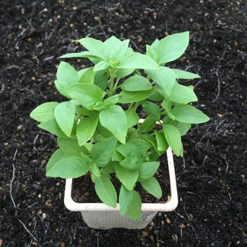 1 plant de basilic Citron
