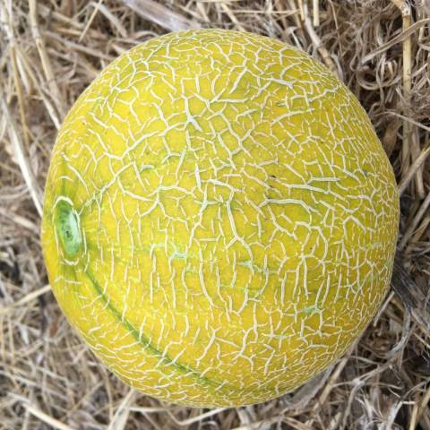 1 melon Boule d'or