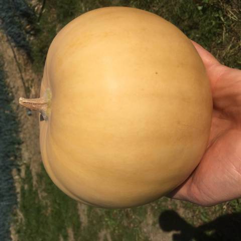  1 butternut ronde