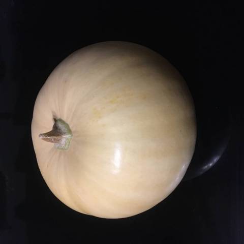  1 butternut 
