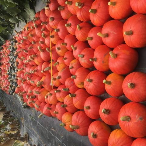  4 kg de lgumes pour potage et pure
