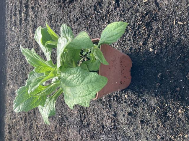  1 plant de poire de terre ou Yacon 
