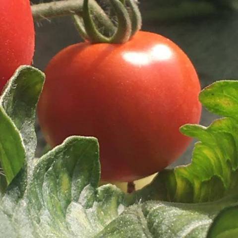 3 kg de tomates ronde cocktail 