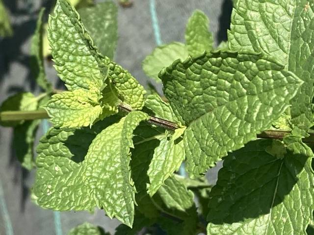 1 bouquet de menthe 