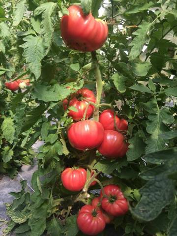 Libre cueillette de tomate � la ferme