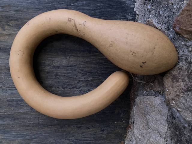  1 Tromboncino d'Albenga
